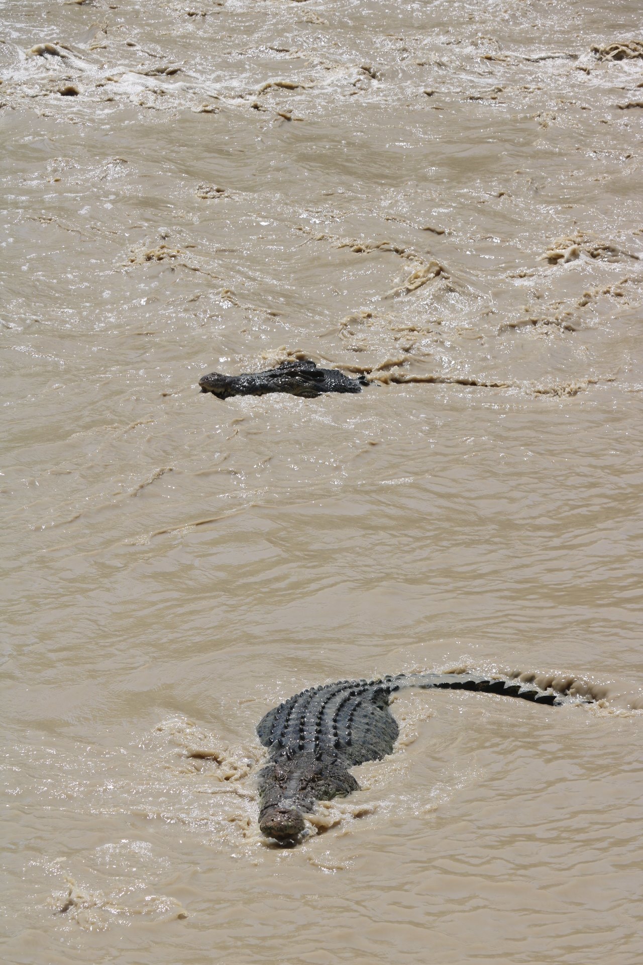 Kakadu Crocodiles